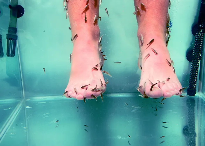 بانوراما - شامل كليًا